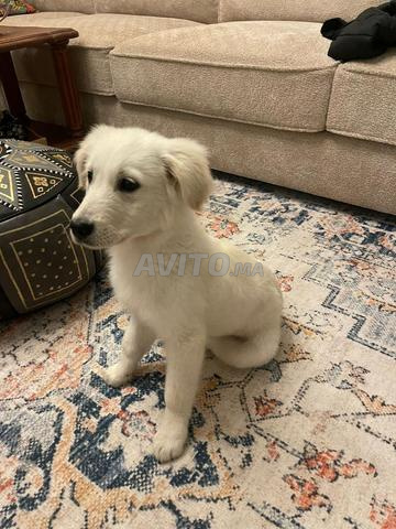 Golden Retriever Femelle 3 mois et demi - 2