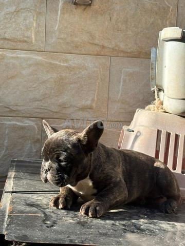 Bulldog femelle - 2