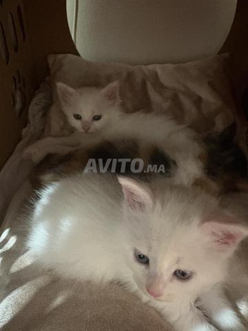 Chats à adopter - 2