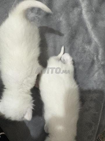 Chats à adopter - 2