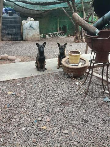 Malinois 4 mois