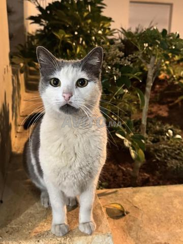 Des chats à adopter - 2