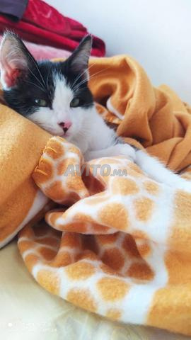 Un chat mâle à adopter