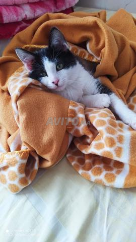 Un chat mâle à adopter - 2