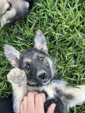 كلب الراعي الالماني