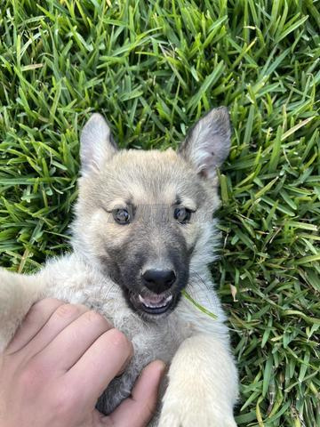 كلب الراعي الالماني - 2