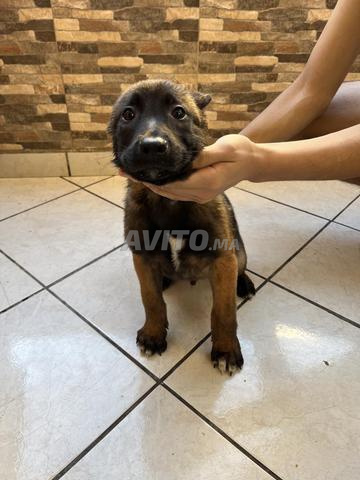 Malinois de 55 jours