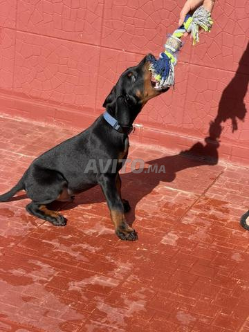 Doberman pedigree - 2