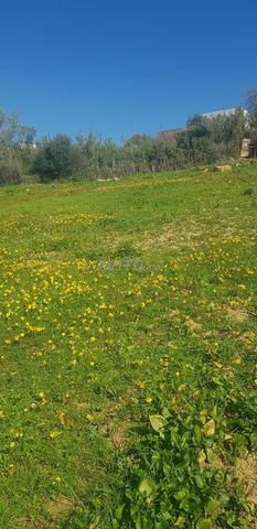 Terrain titré à vendre - 2