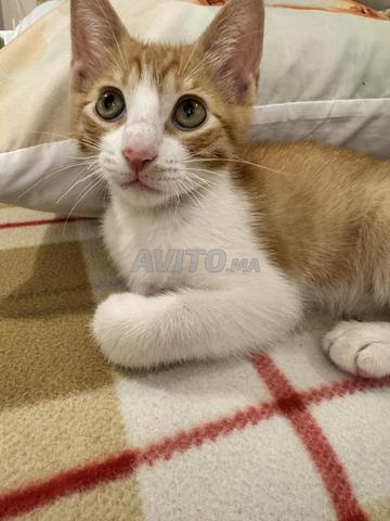 Petit chaton européen orange à donner - 2