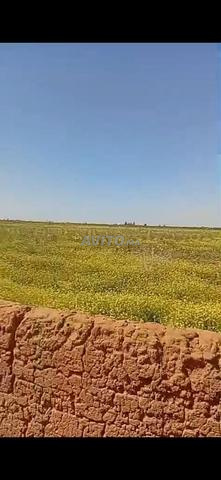 Terrain titré à vendre zone agricole - 2