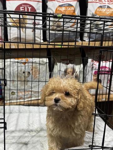 Adorables chiots Poodle RED nain - 2