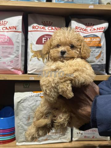 Adorables chiots Poodle RED nain