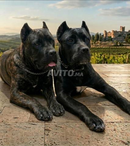cane corso