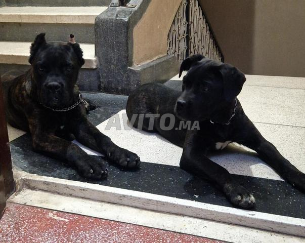 cane corso - 2