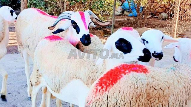 Kina annuelle sardia mliha