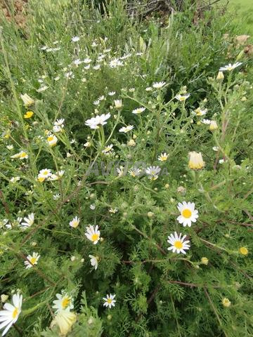 منزل للكراء الشهري في منطقة هادئة - 2