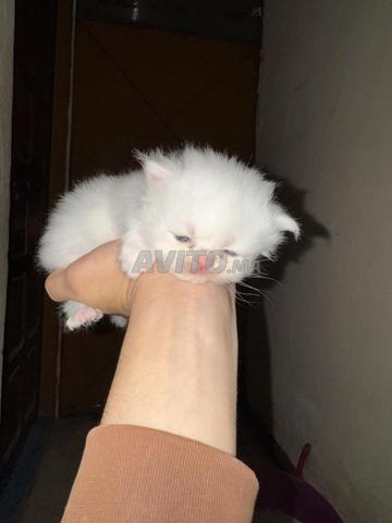 Chatons persans