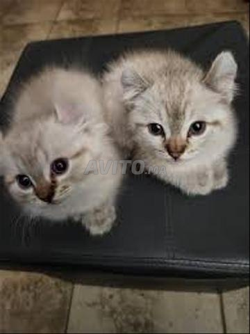 Bébé chat race Ragdoll