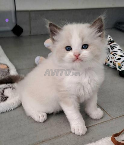 Chat Ragdolle pure race