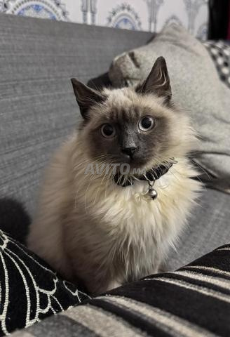 🐾 Chat Ragdoll à vendre – Snow 🐾 - 2
