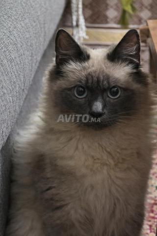 🐾 Chat Ragdoll à vendre – Snow 🐾