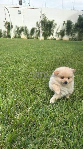 كلب صغير من نوع بوميرانيان يبلغ من العمر شهرين