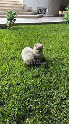 Spitz Poméranien 2 mois - 2