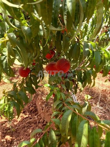 مزرعة للبيع مكناس - 2