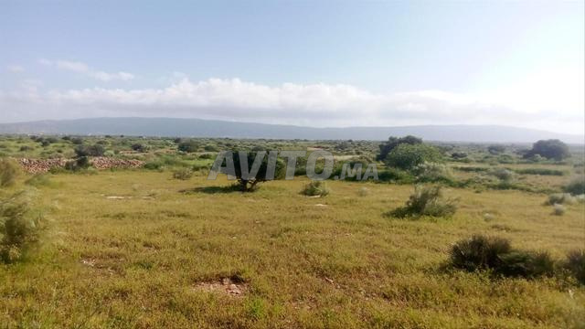 أرض في الحيا نواحي الصويرة - 2