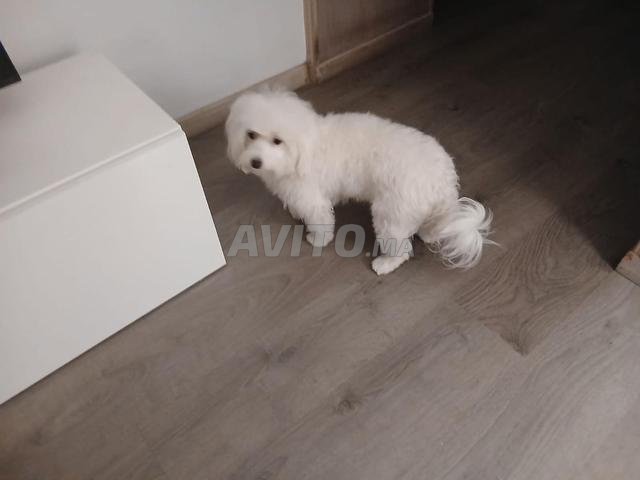 bichon maltais - 2