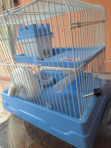 Vente de hamsters mâle et femelle - 2