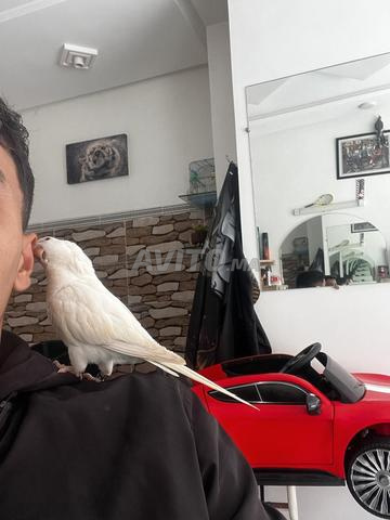 perroquet Quaker albino - 2