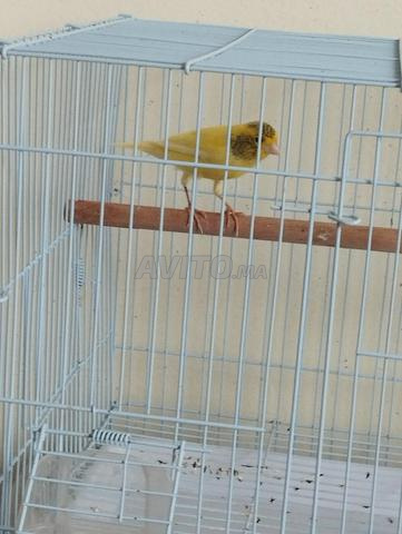 Canari mâle et cage gratuit - 2
