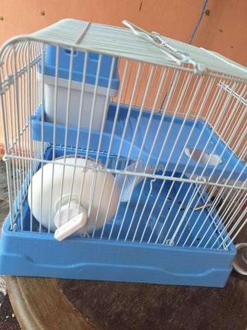 ثمن هامستر للذكر والأنثى بـ 80 درهم - 2