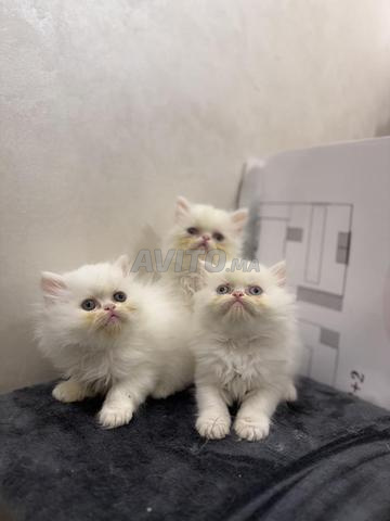 Chatons persan adorables - 2