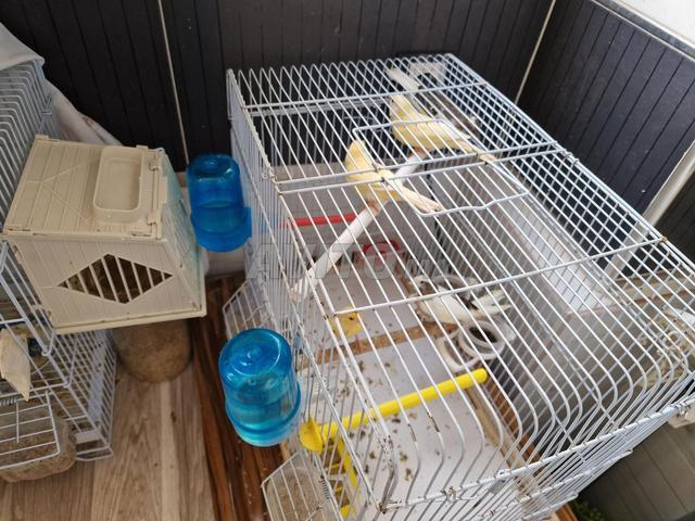 Canaris à vendre - 2