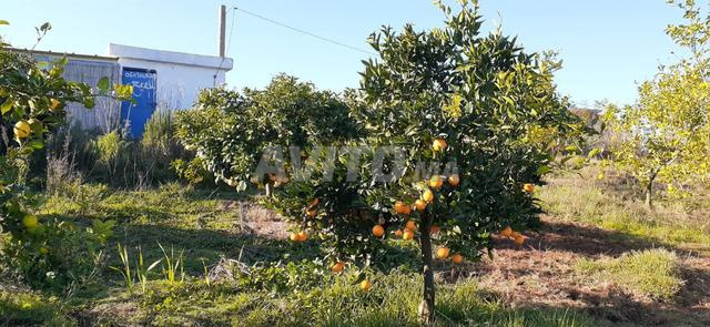 Propriete avec Maison - 2