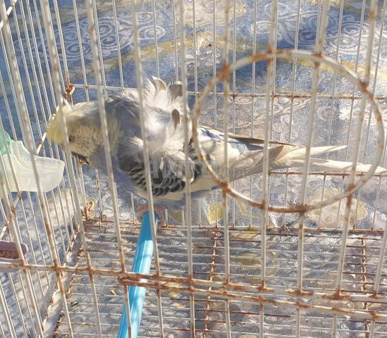 سيدي قاسم - 2