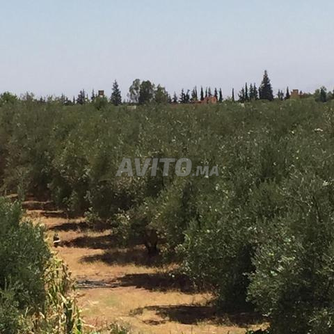 مزرعة موثقة بمساحة 4.5 هكتار