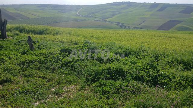Terrain titré 85 hectares maison et puits - 2