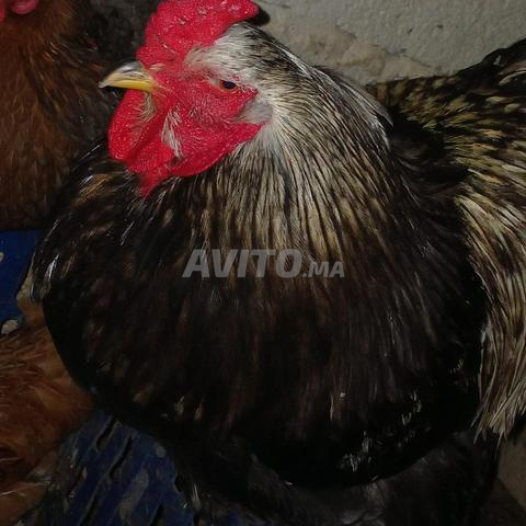 دجاج براهما - 2