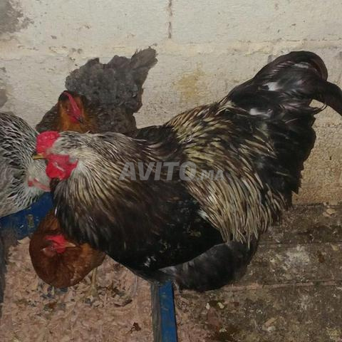 دجاج براهما - 2