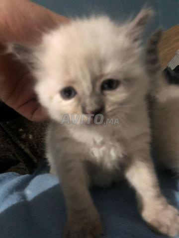 قط سيامي - 2