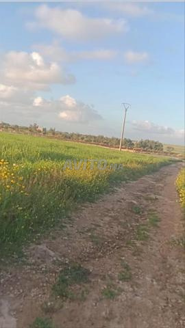 أرض محفظة للبيع - 2