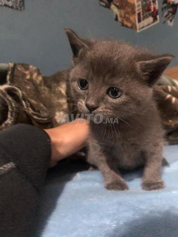 Chat européen gris - 2