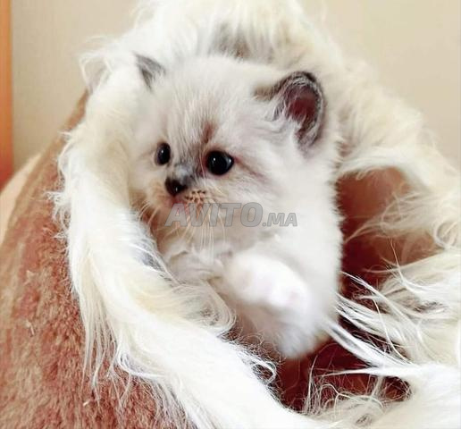 قطط سيامي صغيرة ذات شعر طويل وعيون زرقاء