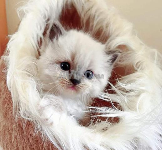 قطط سيامي صغيرة ذات شعر طويل وعيون زرقاء - 2