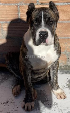 Femelle américain bully