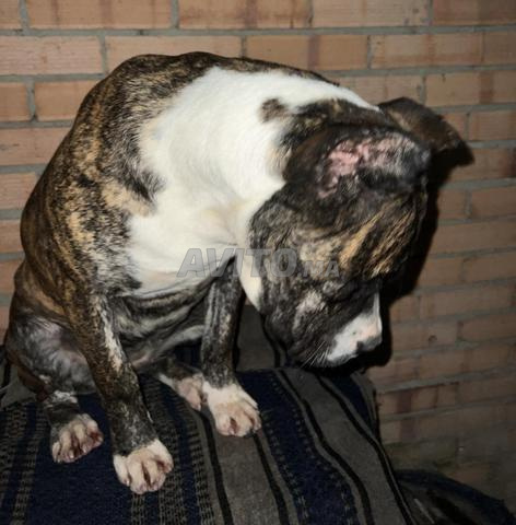 Femelle américain bully - 2